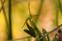 Carex pauciflora Carex pauciflora